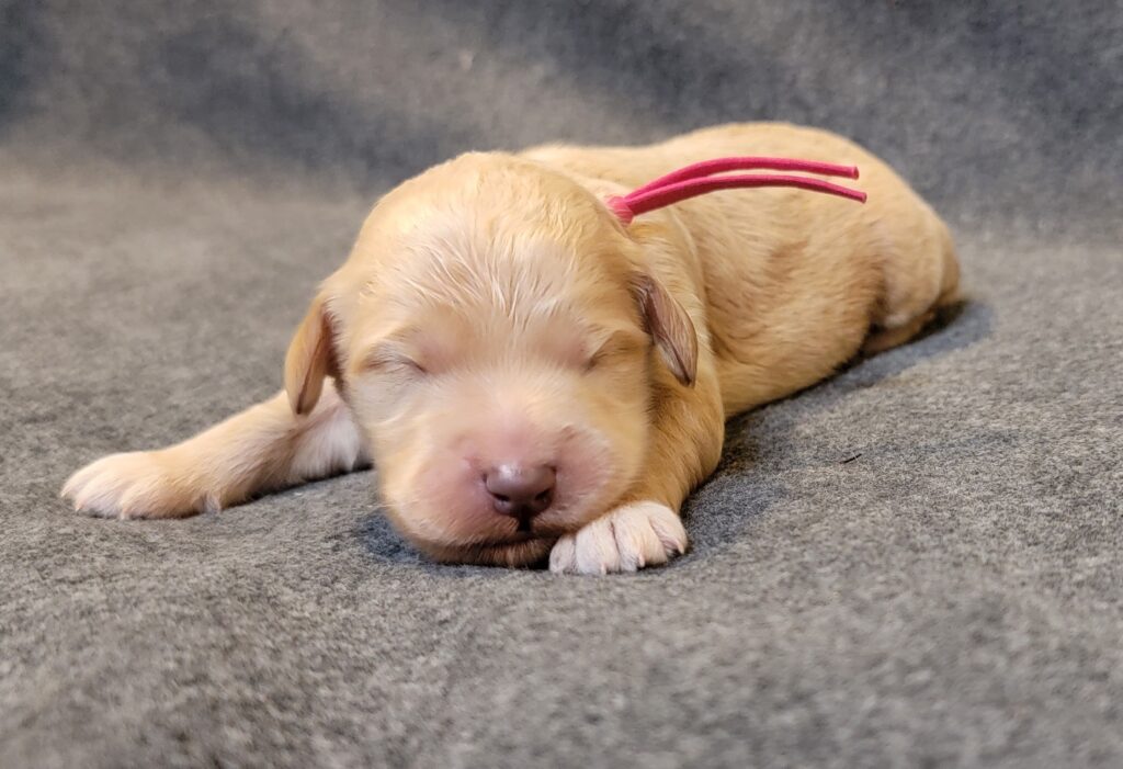goldendoodle puppy ready in August 2025