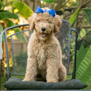 Dory - F1b curly goldendoodle puppy