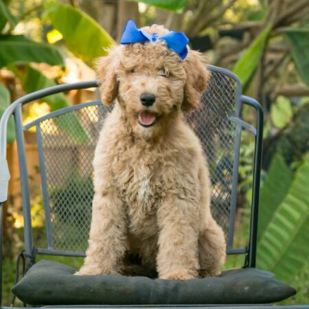 Female Goldendoodle Puppy For Sale