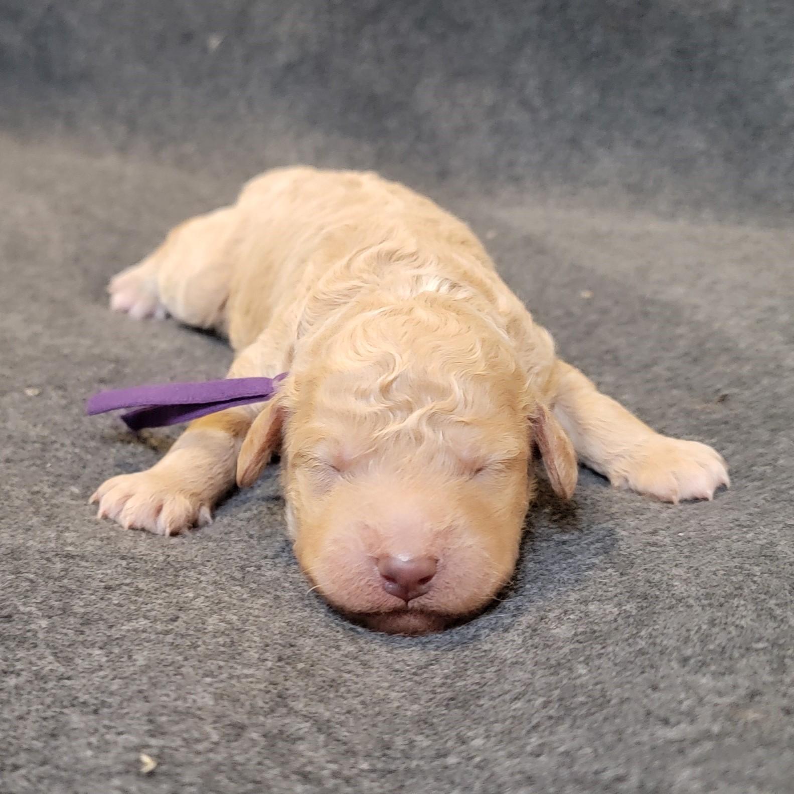 F1b goldendoodle puppy near Houston, Available now