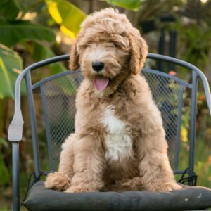 Rusty - male goldendoodle puppy