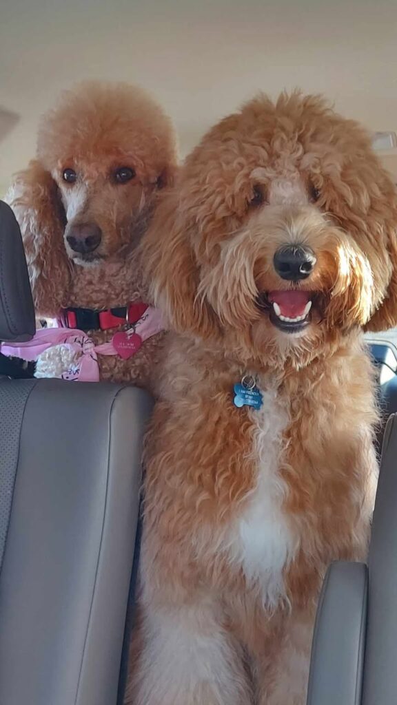 shaggy goldendoodle at 1 year old