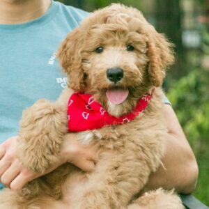 Rusty - goldendoodle for sale