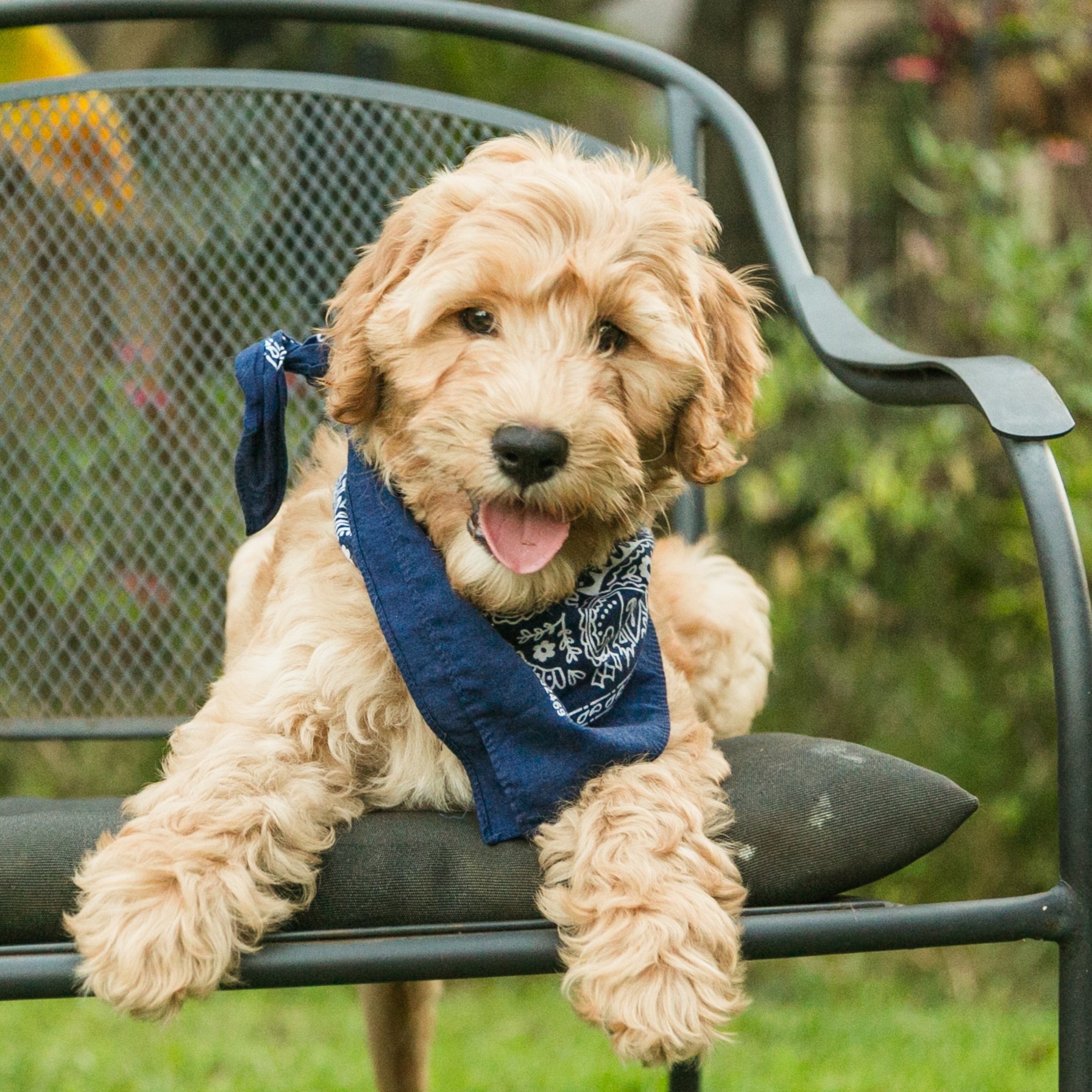 Lucky - apricot goldendoodle