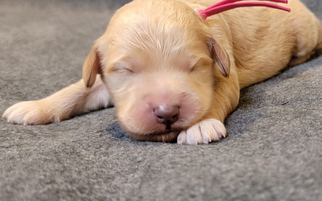 Goldendoodle Puppies in Houston!