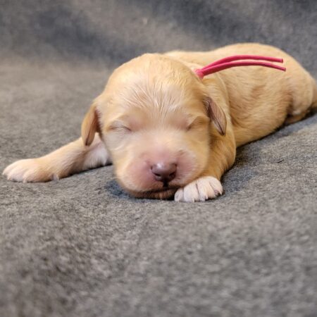 Goldendoodle Puppies in Houston!