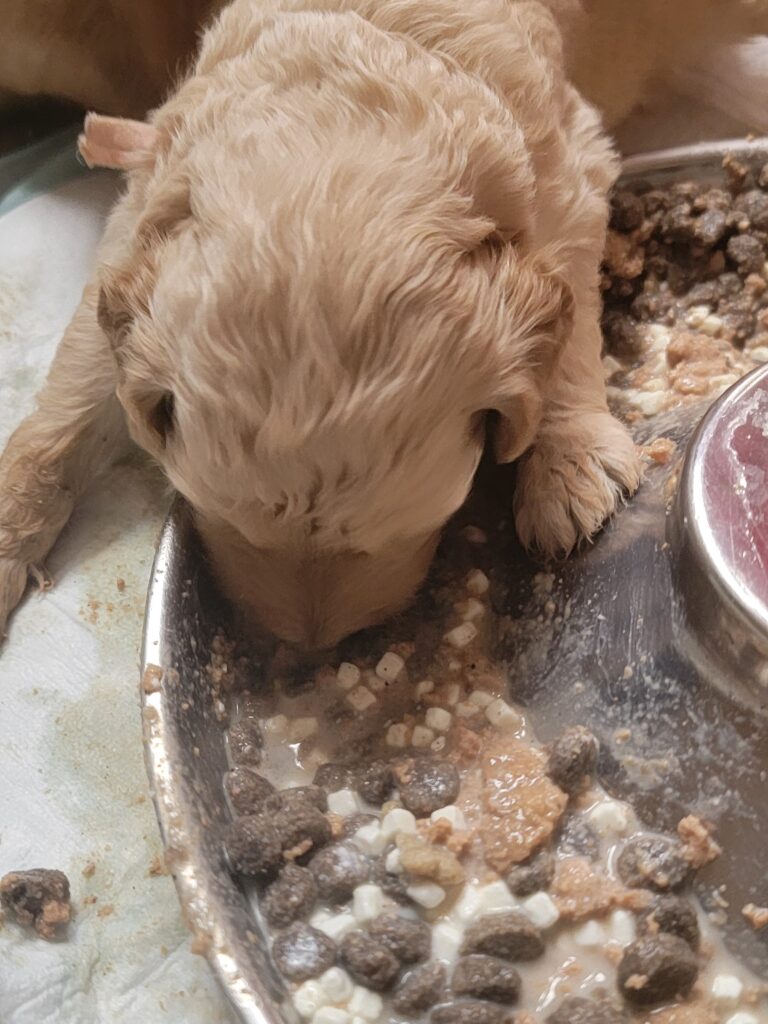 Goldendoodle Puppy Eating Puppy Mush
