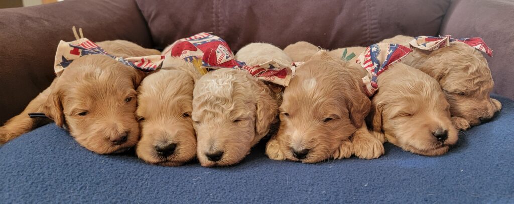 Happy 4th of July from Rainfield Goldendoodles!