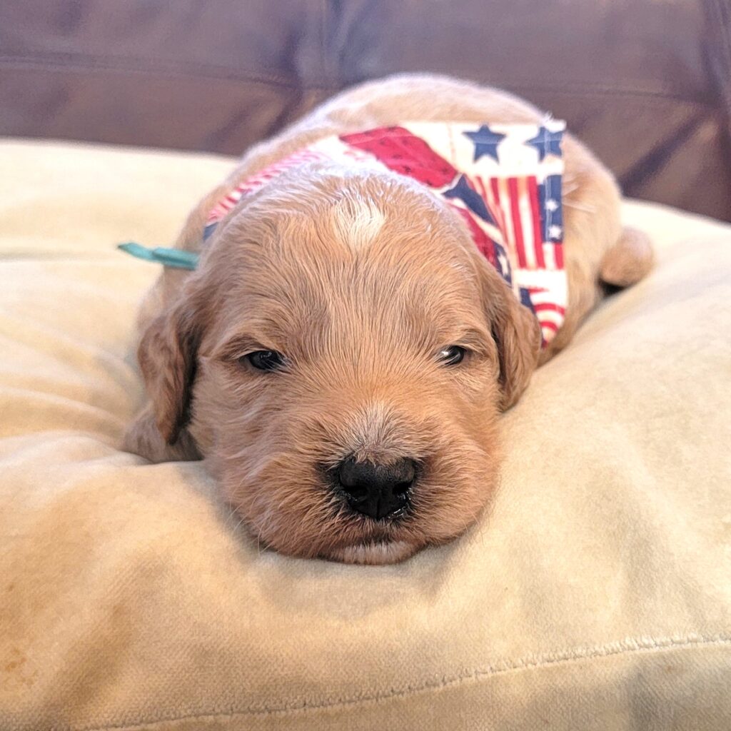 Goldendoodle puppies for sale this summer!