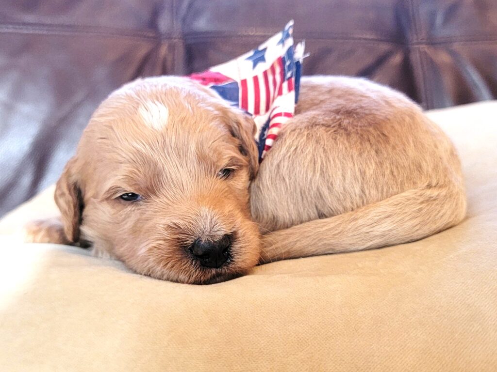 Sleepy doodle pup