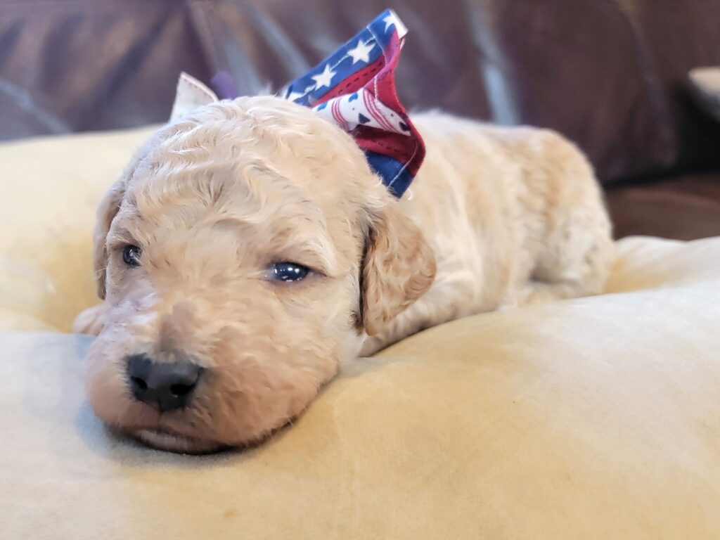 CUrly Cream goldendoodle puppy