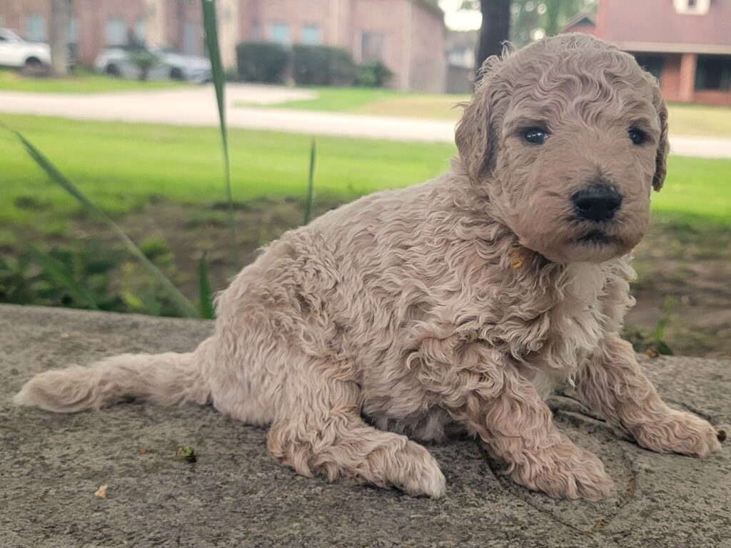 Our Goldendoodle Pups at 3 weeks old
