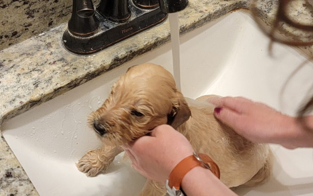 4 Week Old Goldendoodle Puppies