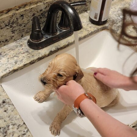 4 Week Old Goldendoodle Puppies