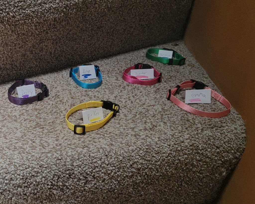 New Collars for our doodle pups