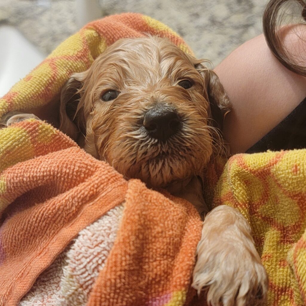 Bathing a goldendoodle puppy