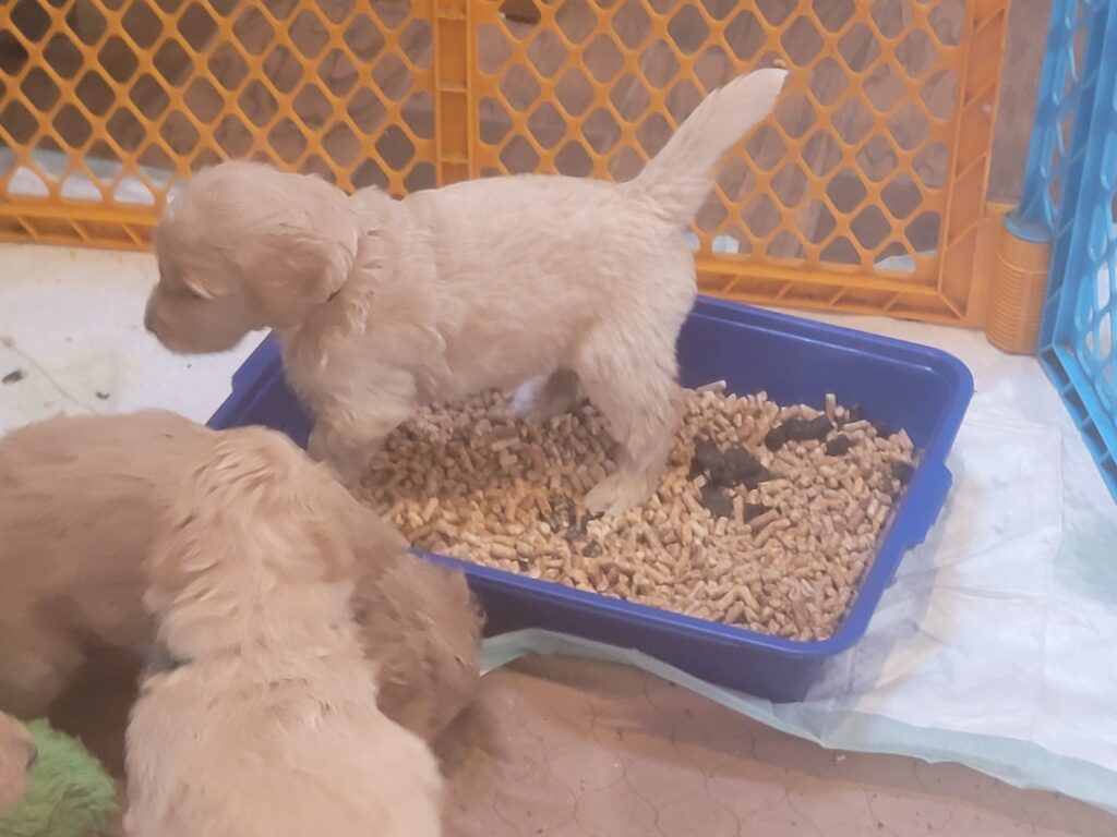 4 week old goldendoodle puppies using a litter box