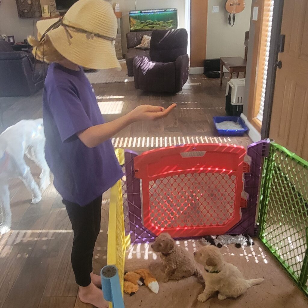 Early dog training - 4 week old goldendoodle puppies