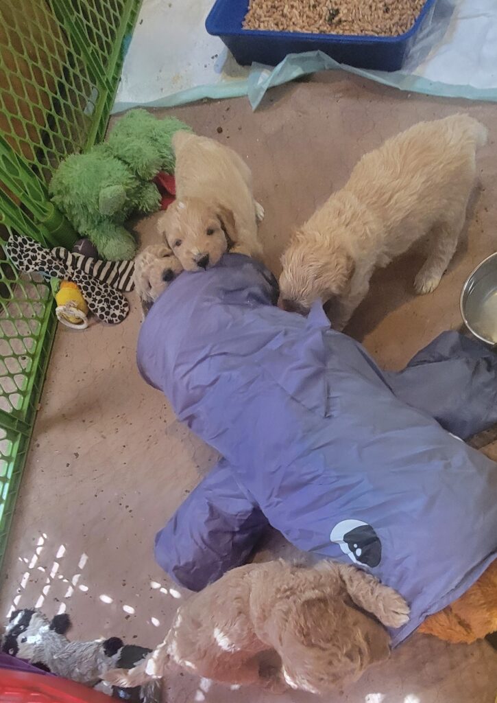 Goldendoodle puppy playtime