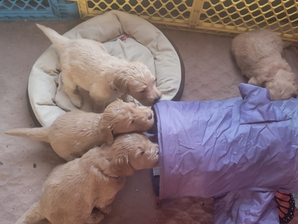 goldendoodle pups kitty tunnel