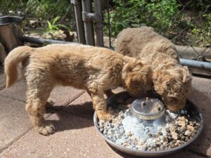lunch time for goldendoodle pups