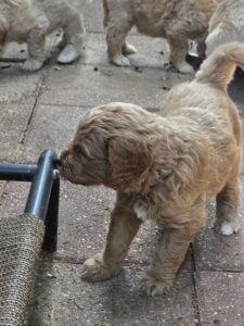 5 week old goldendoodle pup