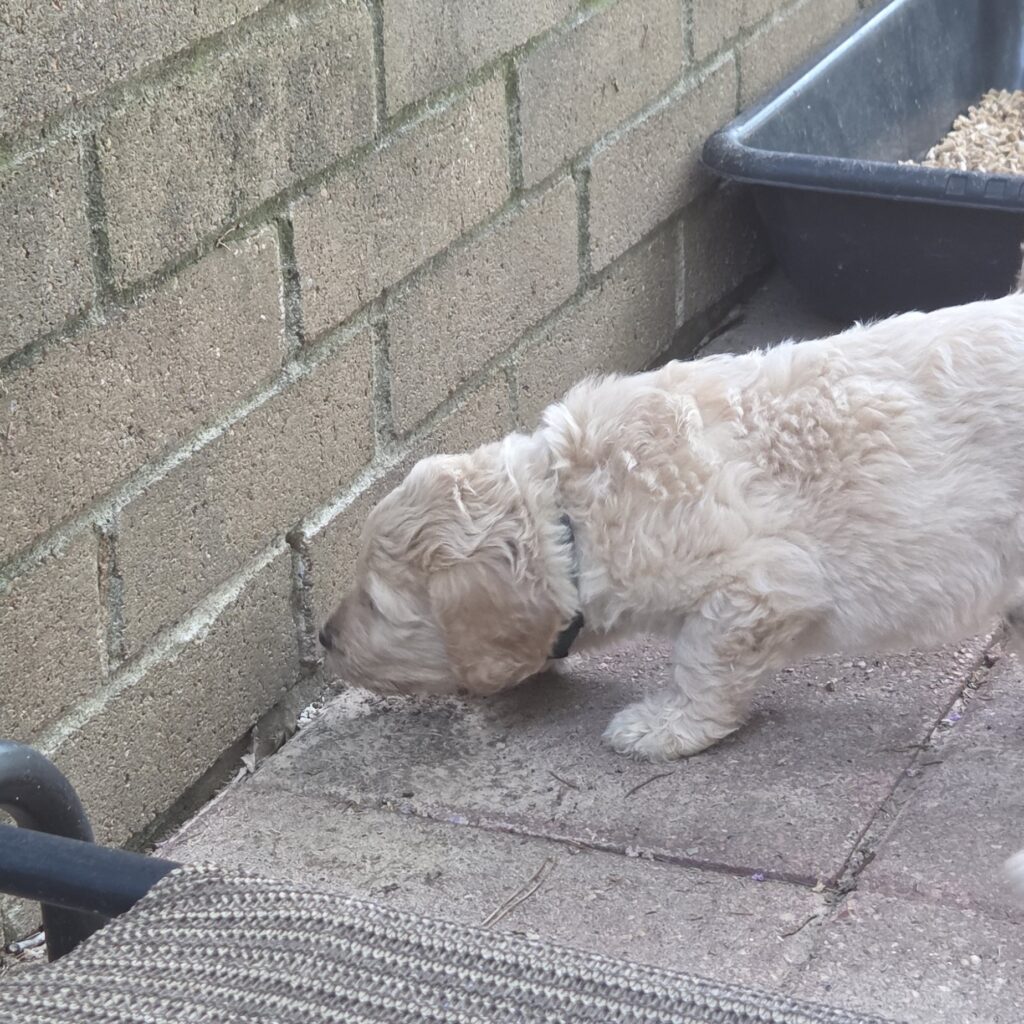 doodle puppy explores the outdoors