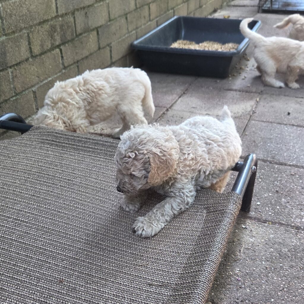 curly goldendoodle puppy