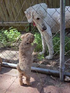goldendoodle pup play time