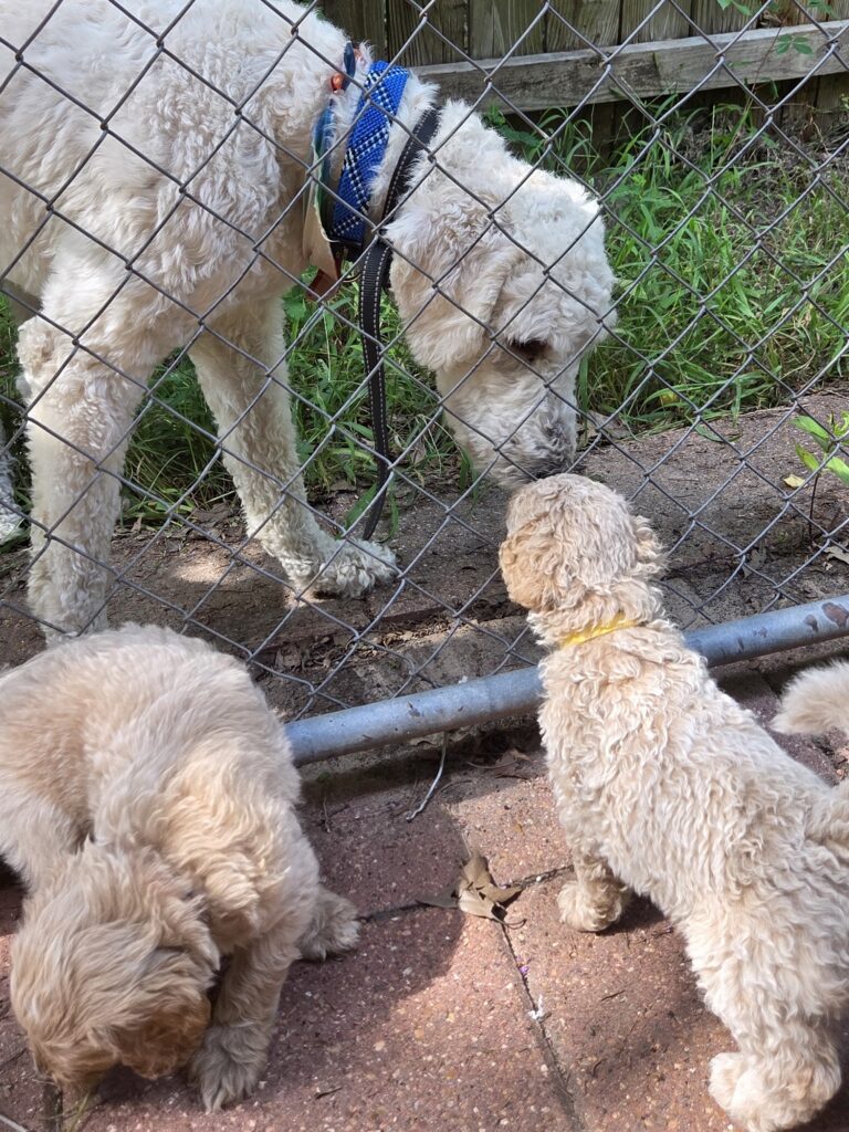 goldendoodle pup and adult goldendoodle