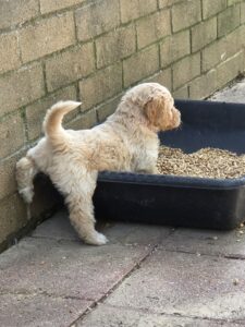 goldendoodle puppy potty training