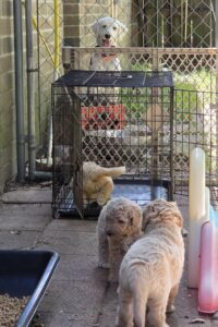 crate training goldendoodle puppy