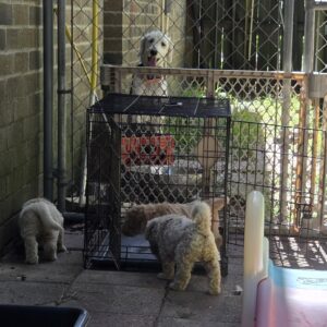 goldendoodle introducing the crate