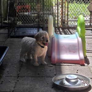 goldendoodle pups at 5 weeks old in Houston, TX