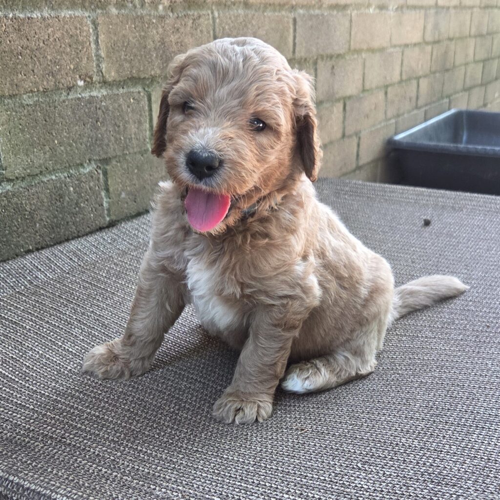 male goldendoodle puppy for sale