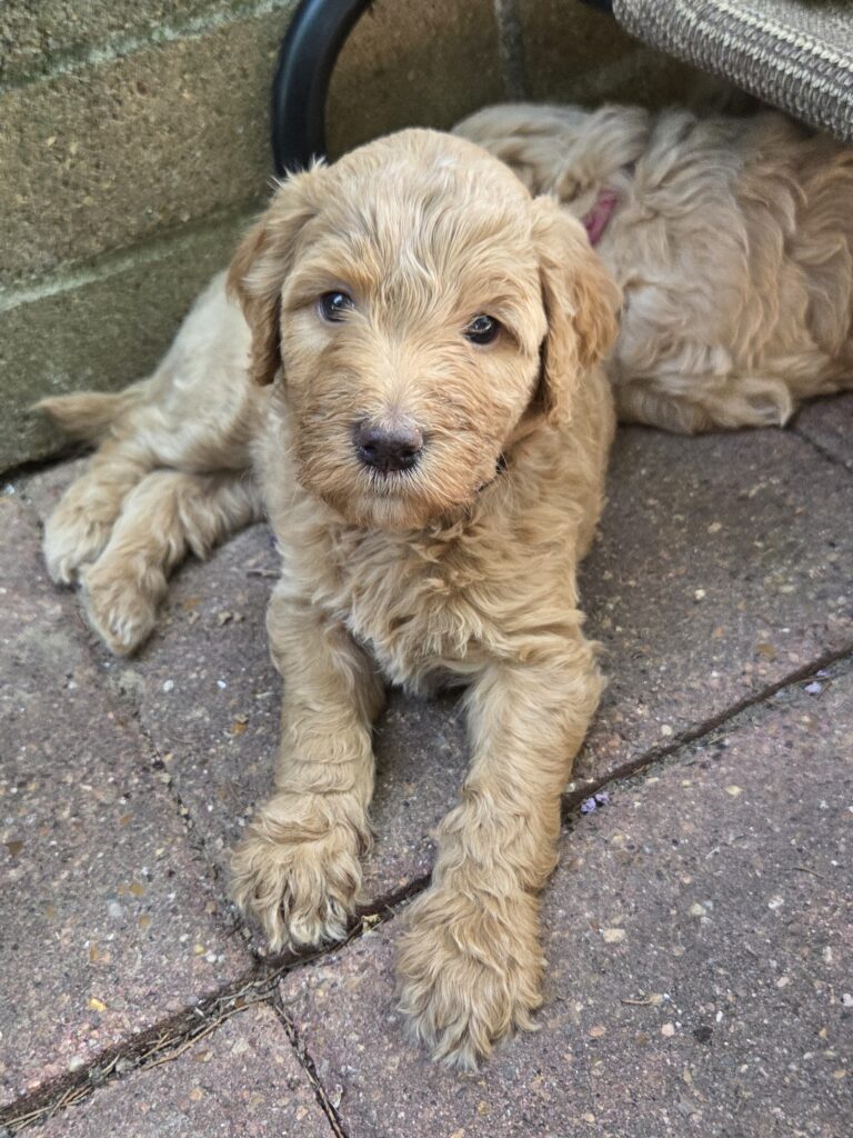 female goldendoodle puppy at 5 weeks old