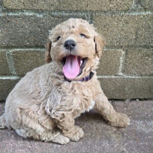 goldendoodle smile
