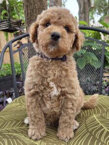 Dory - curly goldendoodle girl