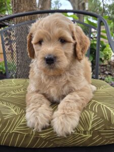 Summer - Female goldendoodle pup