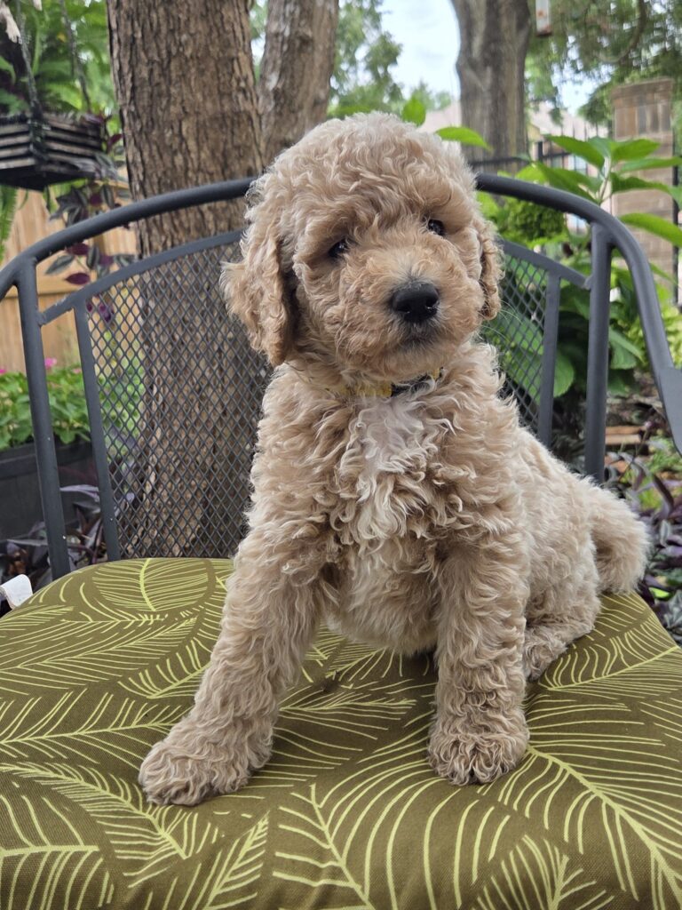 Piko the Wise - Goldendoodle pup for sale