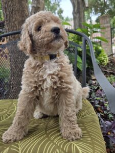 Dory - medium female goldendoodle