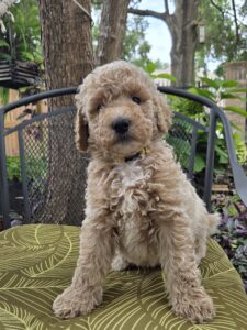 Piko - curly goldendoodle Houston