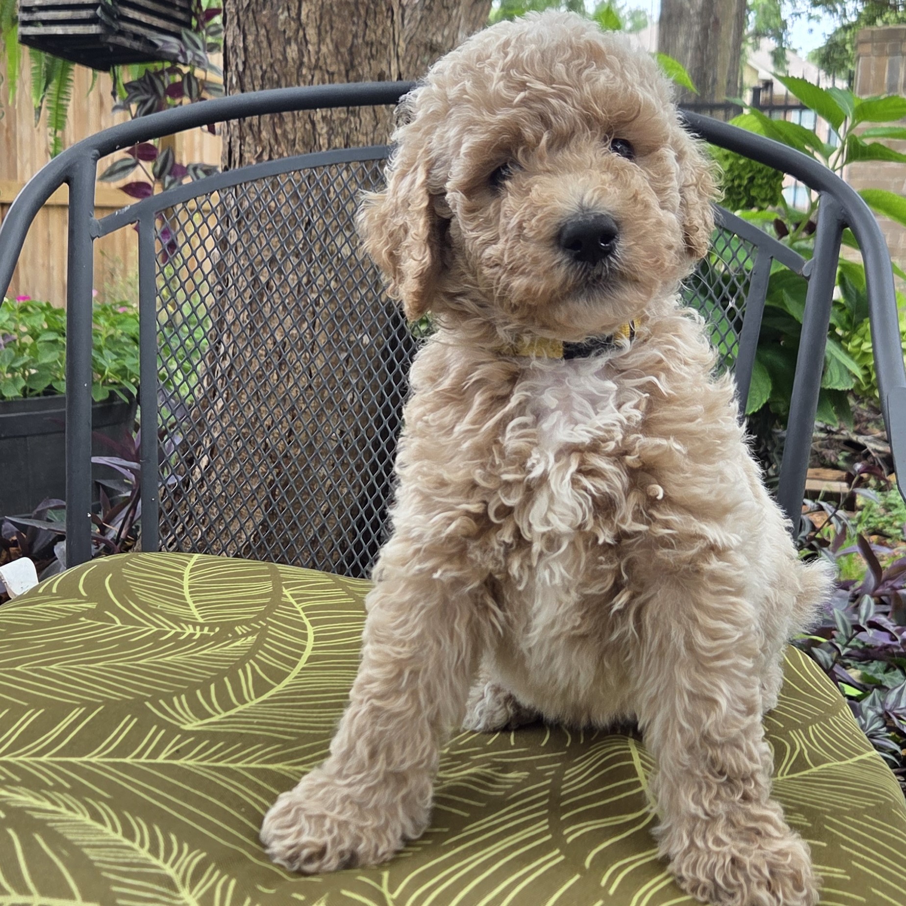 Piko - curly goldendoodle pup male