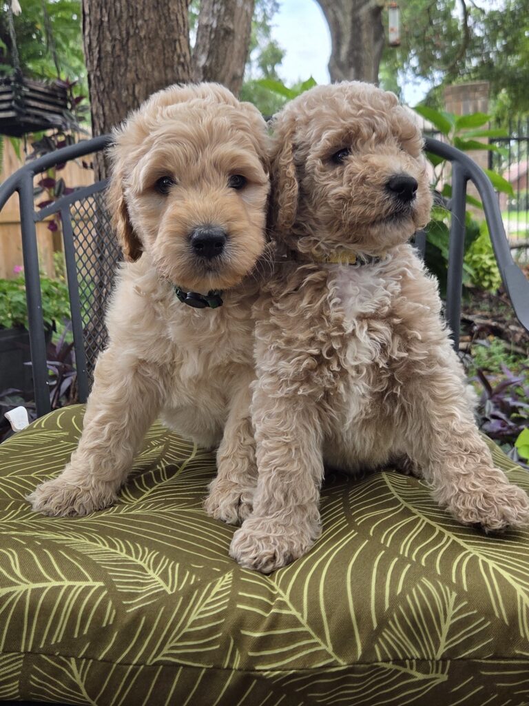 Contact us about a goldendoodle puppy for sale near Houston