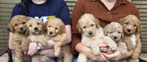 Goldendoodles available now