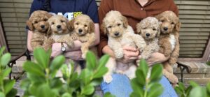 Contact us today about a goldendoodle puppy for sale