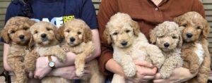 Goldendoodle pups at 6 weeks old