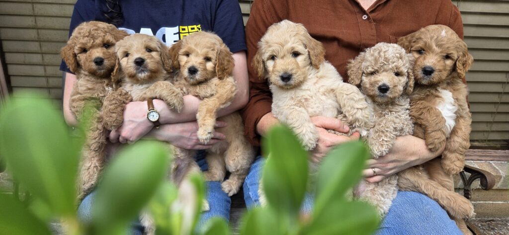 Goldendoodle Puppy for Sale in Houston