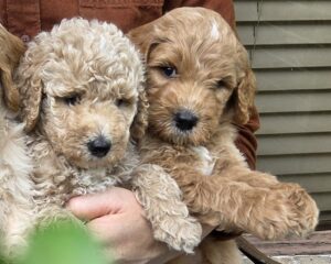 Piko and Finn - goldendoodle puppies in Houston