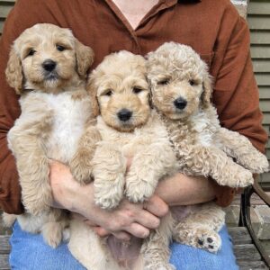three male goldendoodle pups